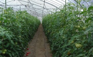 ハウストマトの栽培状況