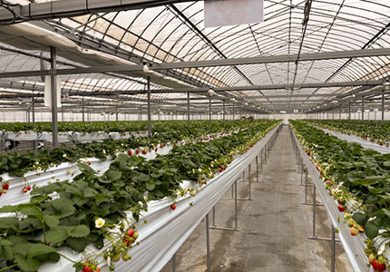 あずまるふぁーむ